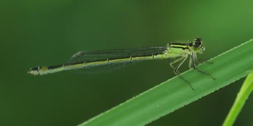 Ischnura elegans